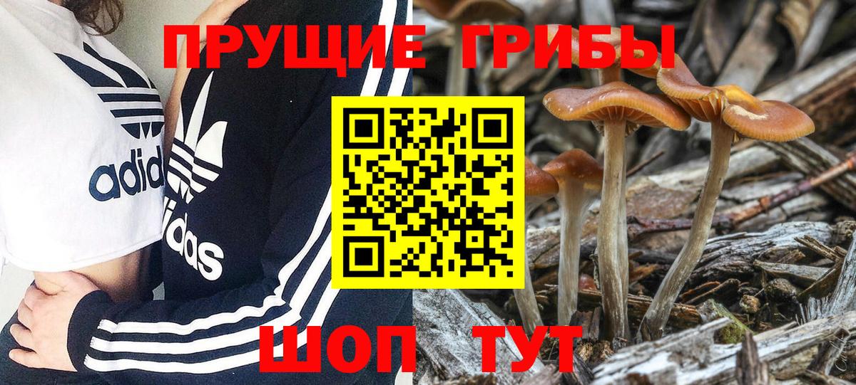 Галлюциногенные грибы Psilocybine cubensis Камышин